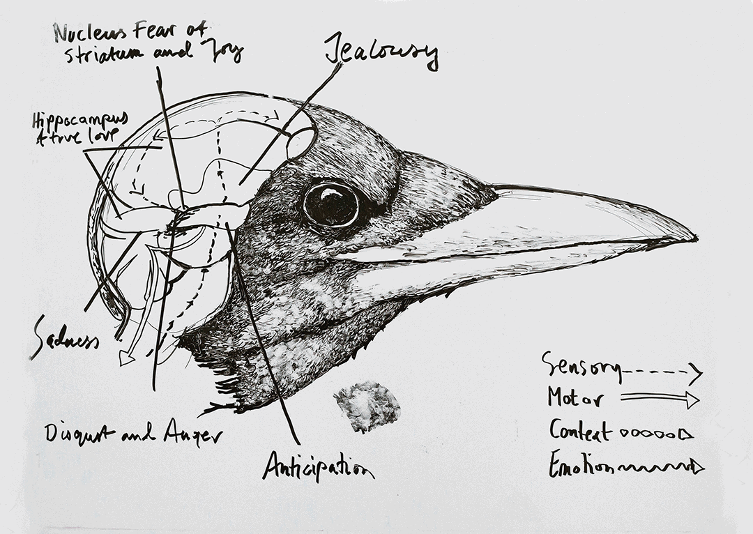 Emotional Bird Skeleton, drawing on white-board, 130x80cm, 2016